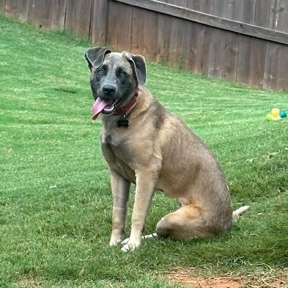 Enlarge Dahlia (Tripod), a Adoptable Shepherd in Austell, GA image 6/6