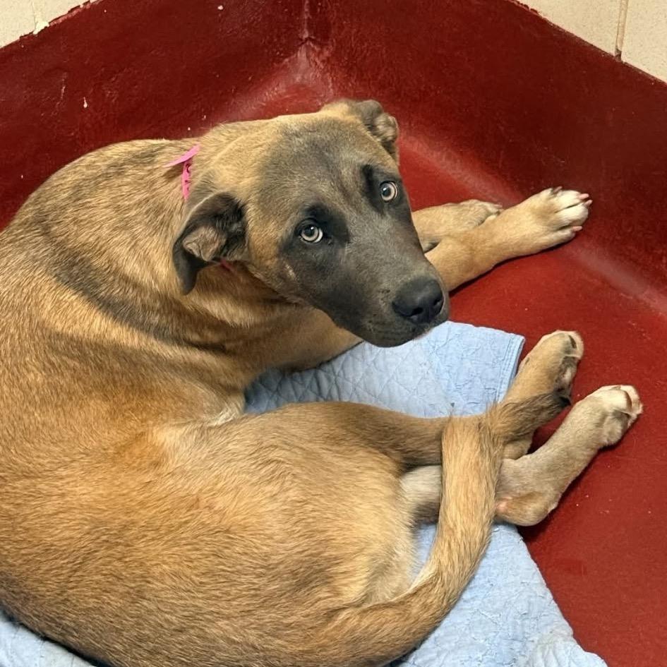 Dahlia (Tripod), a Adoptable Shepherd in Austell, GA image 6/6