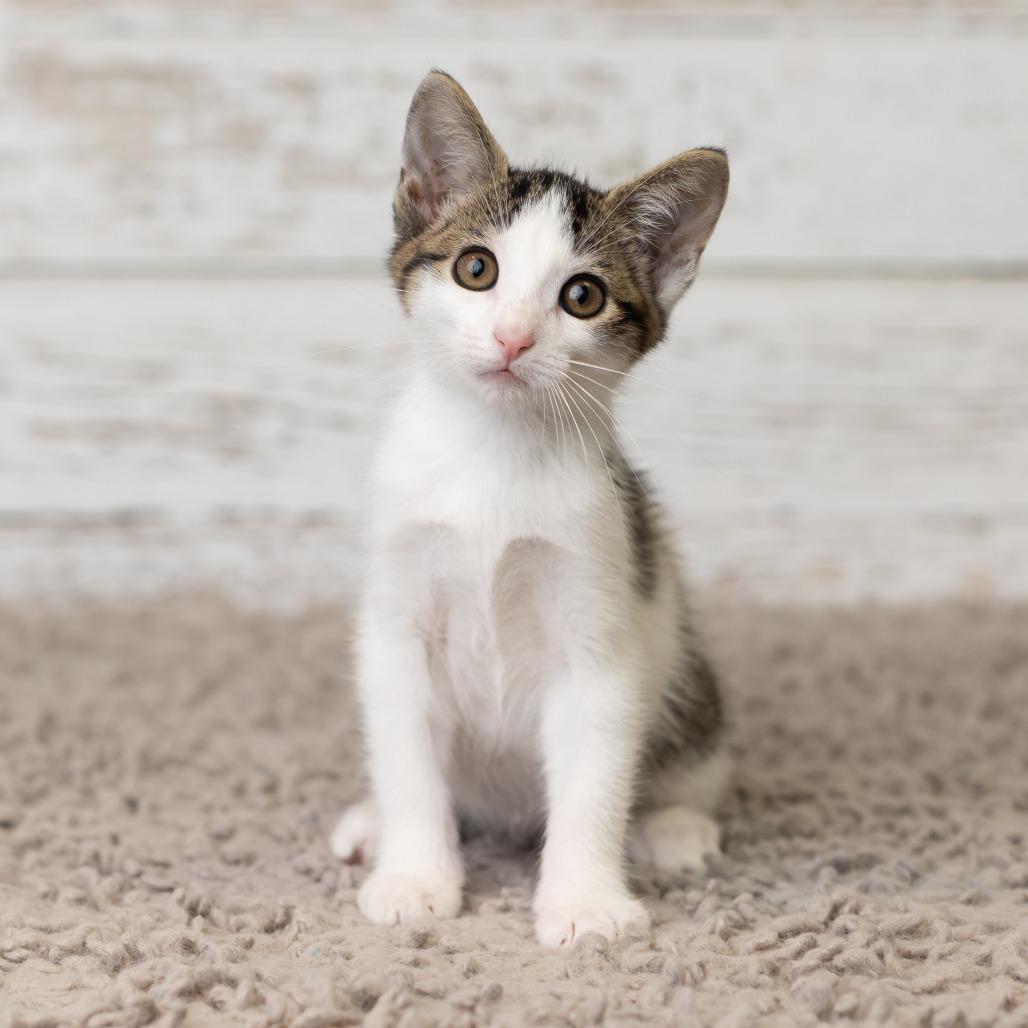 Beetle, Adoptable, Kitten Female Domestic Medium Hair.