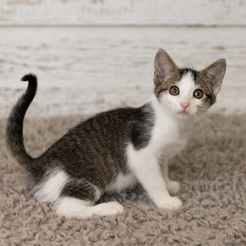 Enlarge Beetle, a Adoptable Domestic Medium Hair in St. Paul, MN image 2/5