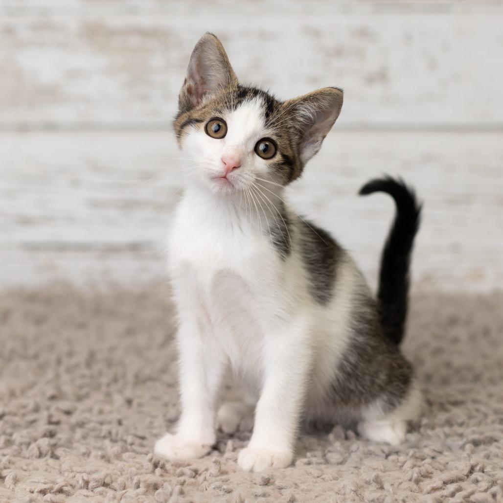 Enlarge Beetle, a Adoptable Domestic Medium Hair in St. Paul, MN image 3/5
