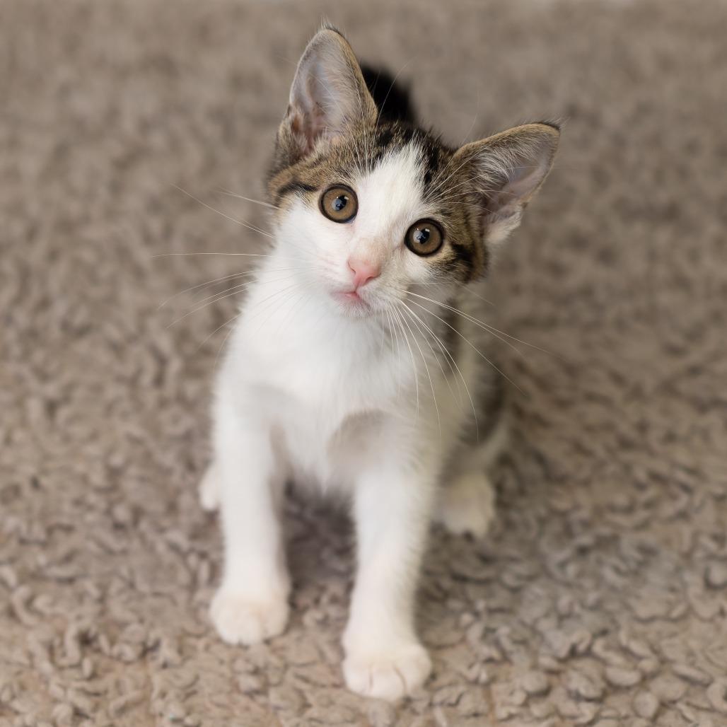 Enlarge Beetle, a Adoptable Domestic Medium Hair in St. Paul, MN image 4/5