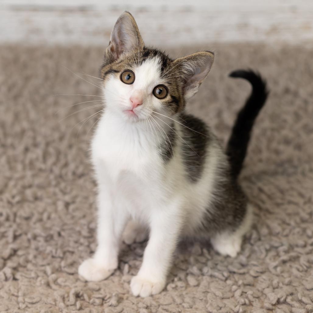 Enlarge Beetle, a Adoptable Domestic Medium Hair in St. Paul, MN image 5/5