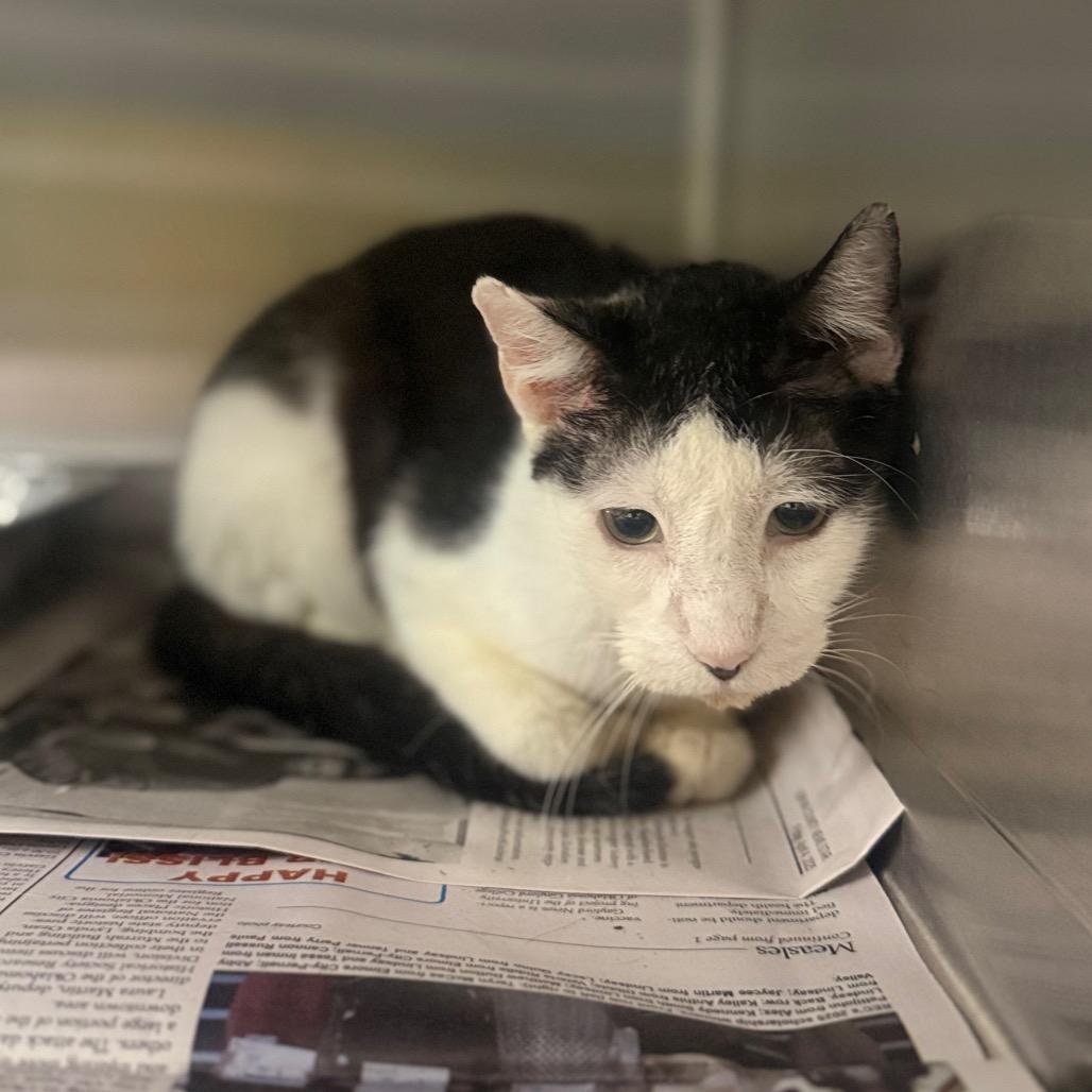 Bacon Bit, Adoptable, Adult Male Domestic Short Hair.