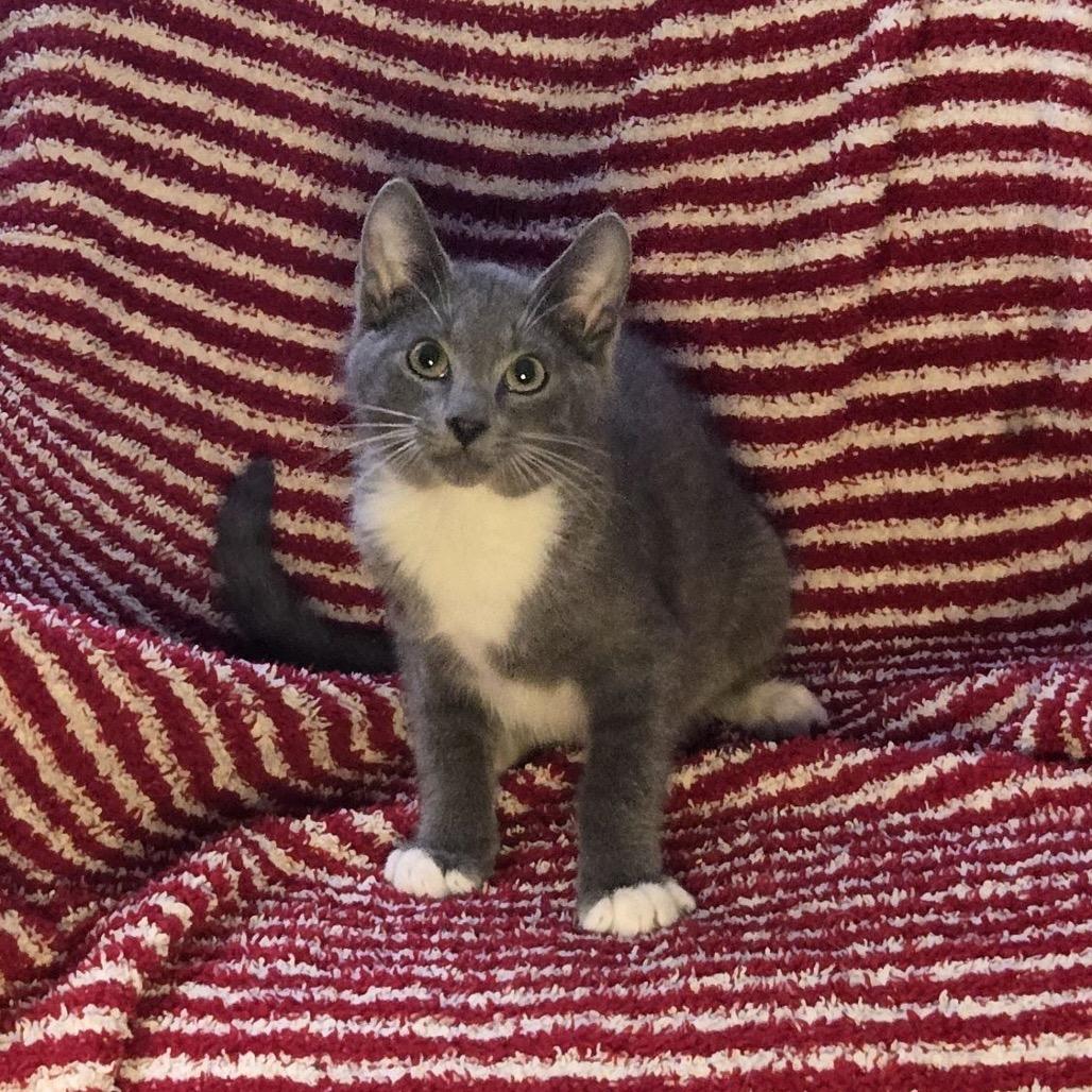 Tamale, a Adoptable Domestic Short Hair in Hattiesburg, MS image 1/2