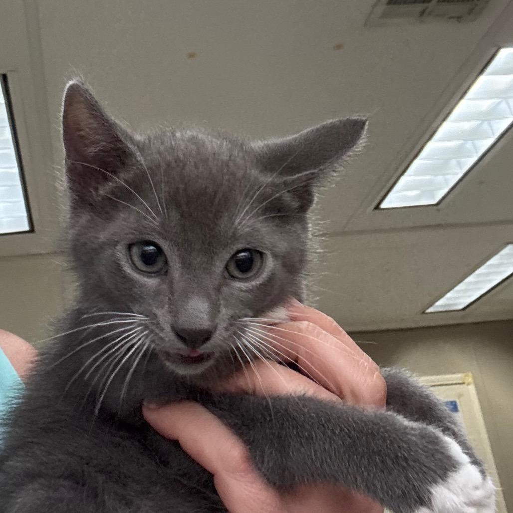 Tamale, a Adoptable Domestic Short Hair in Hattiesburg, MS image 2/2