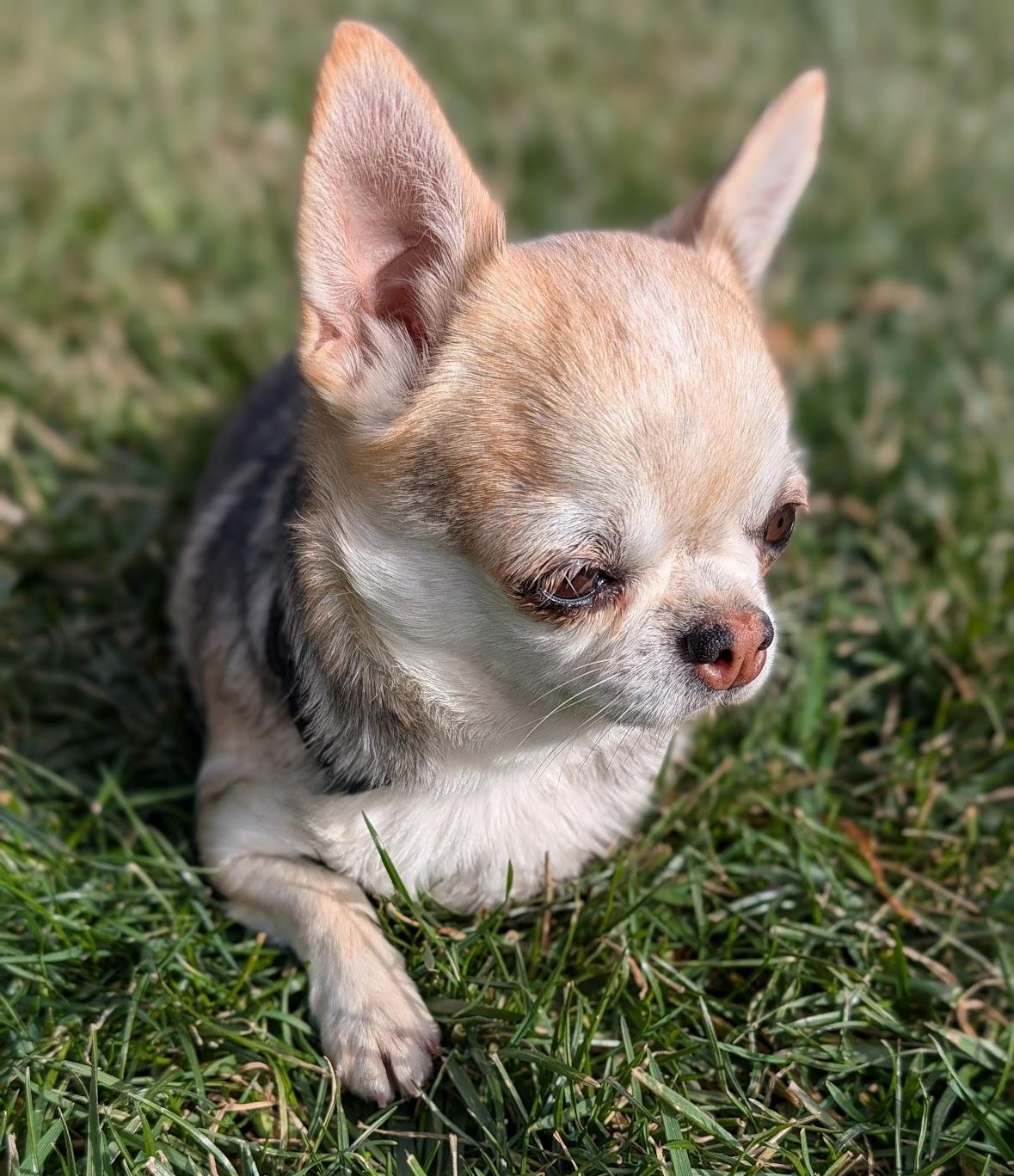 Lena, ADOPTABLE, Adult Female Chihuahua.