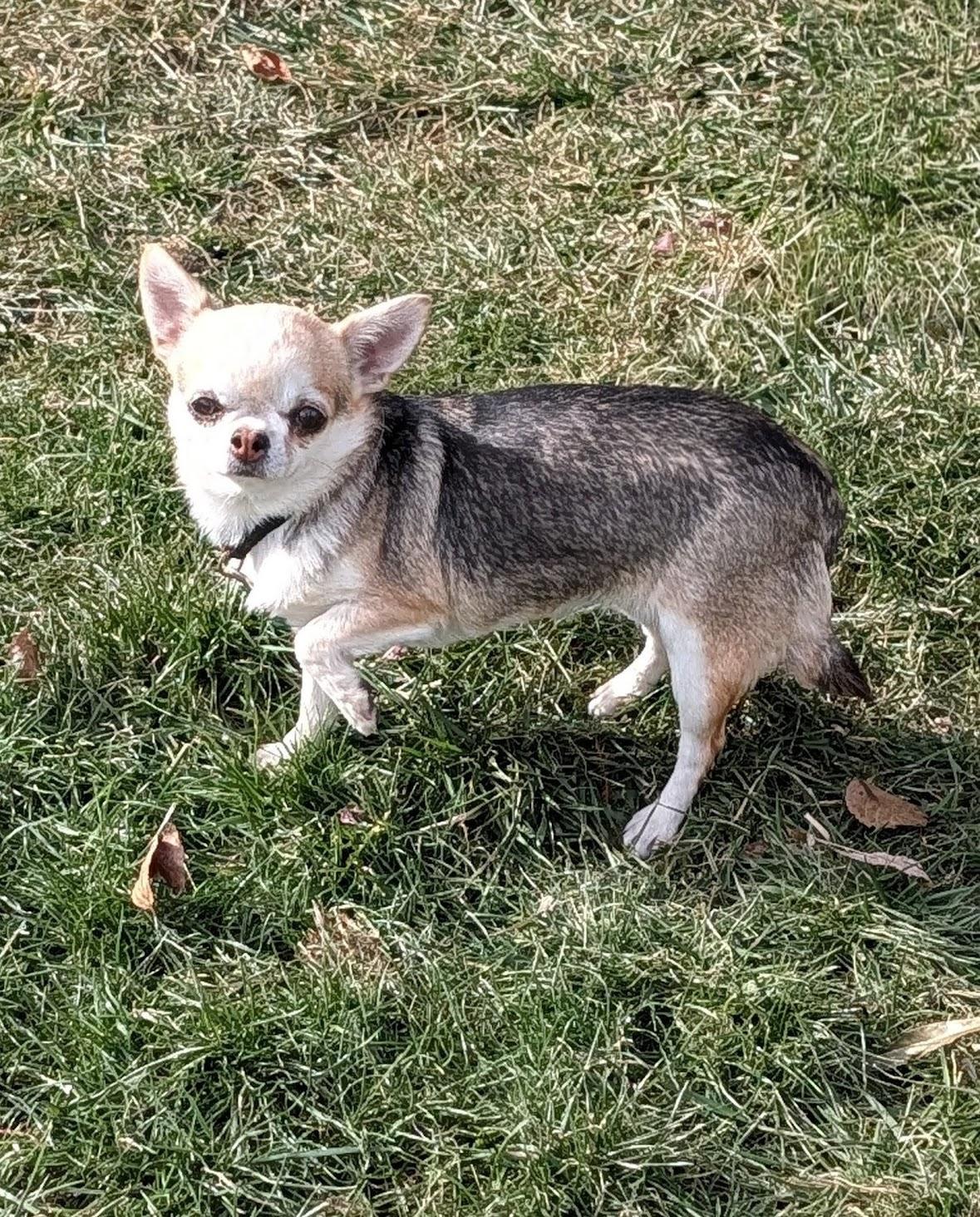 Enlarge Lena, a ADOPTABLE Chihuahua in Overland Park, KS image 2/4