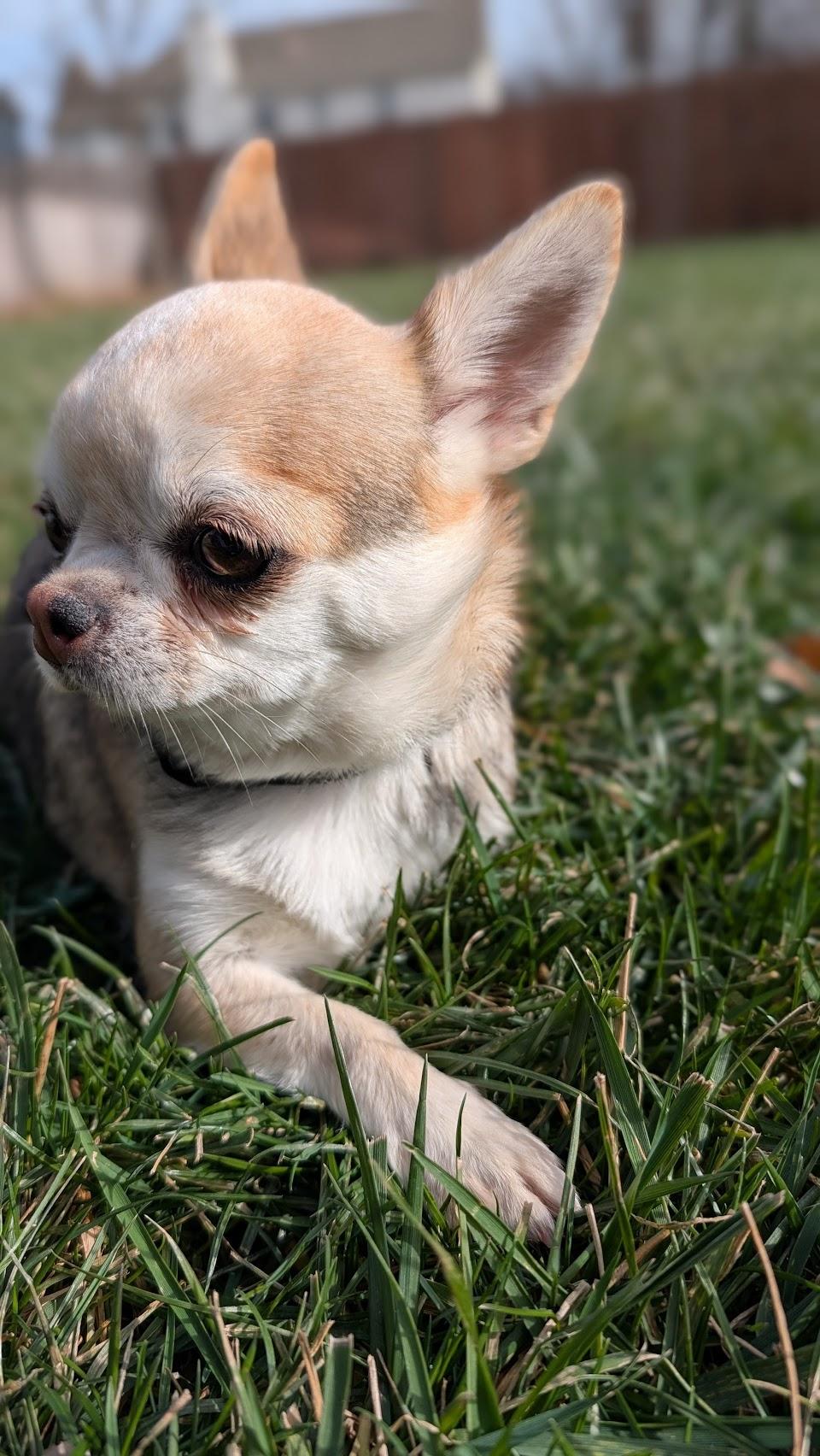 Enlarge Lena, a ADOPTABLE Chihuahua in Overland Park, KS image 3/4