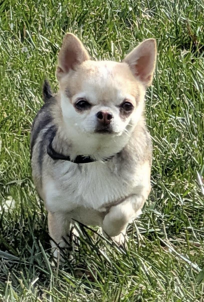 Enlarge Lena, a ADOPTABLE Chihuahua in Overland Park, KS image 4/4