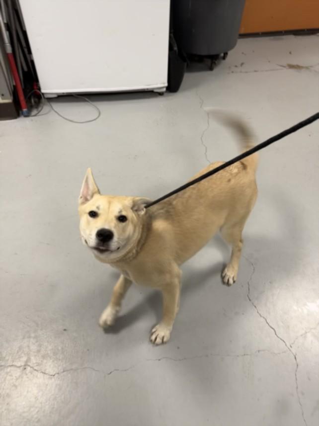 Enlarge LORETTA, a Adoptable mixed breed in Chatsworth, CA image 1/1