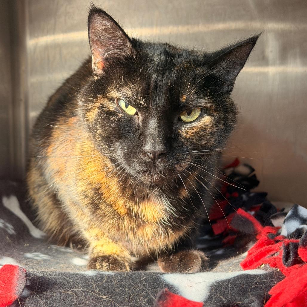 Enlarge Dottie, a Adoptable Domestic Short Hair in Sand Springs, OK image 2/5