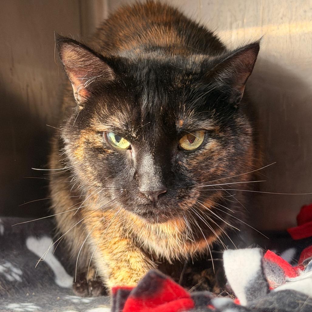 Enlarge Dottie, a Adoptable Domestic Short Hair in Sand Springs, OK image 3/5