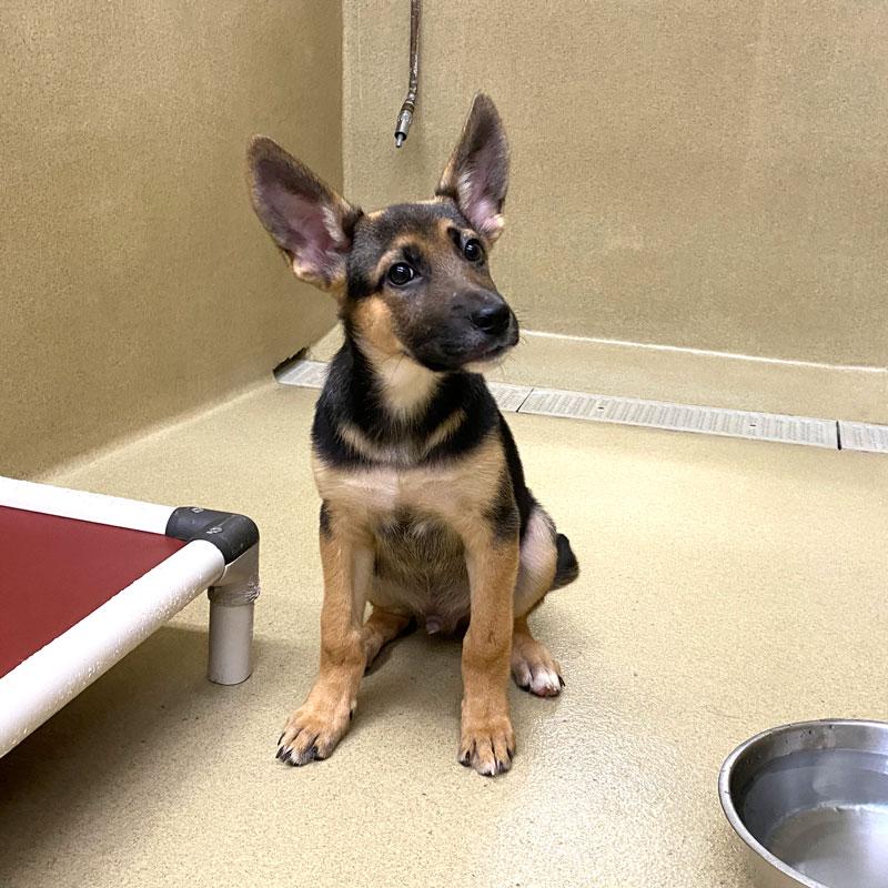 Max, Adopted, Puppy Male German Shepherd Dog.