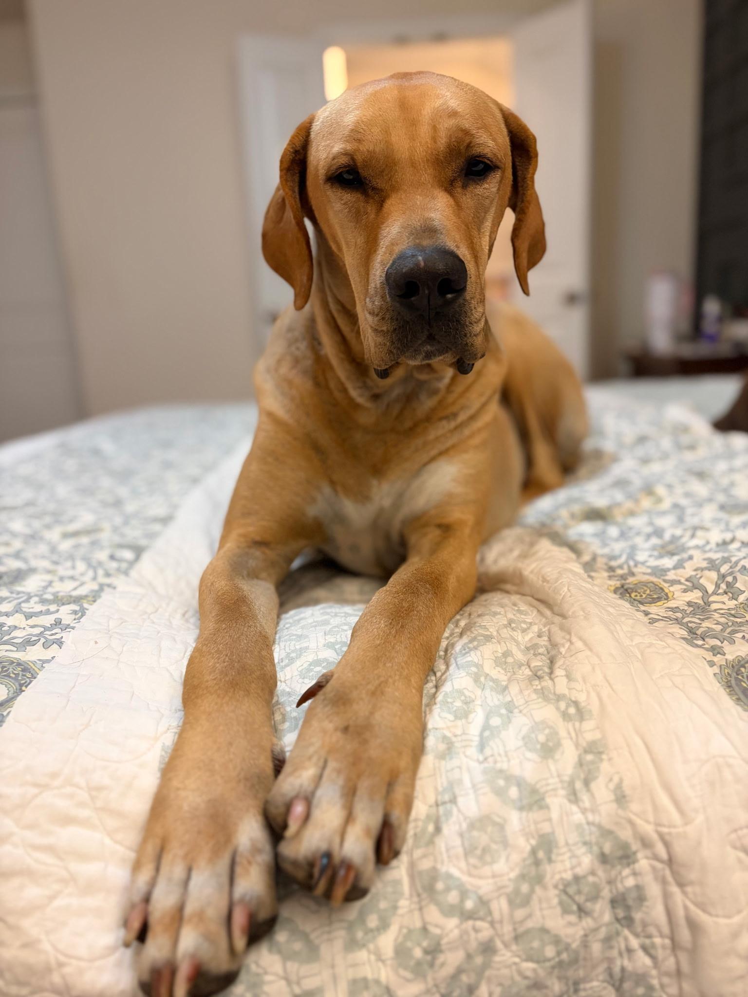 Enlarge STELLA, a Adopted mixed breed in Ann Arbor, MI image 3/6