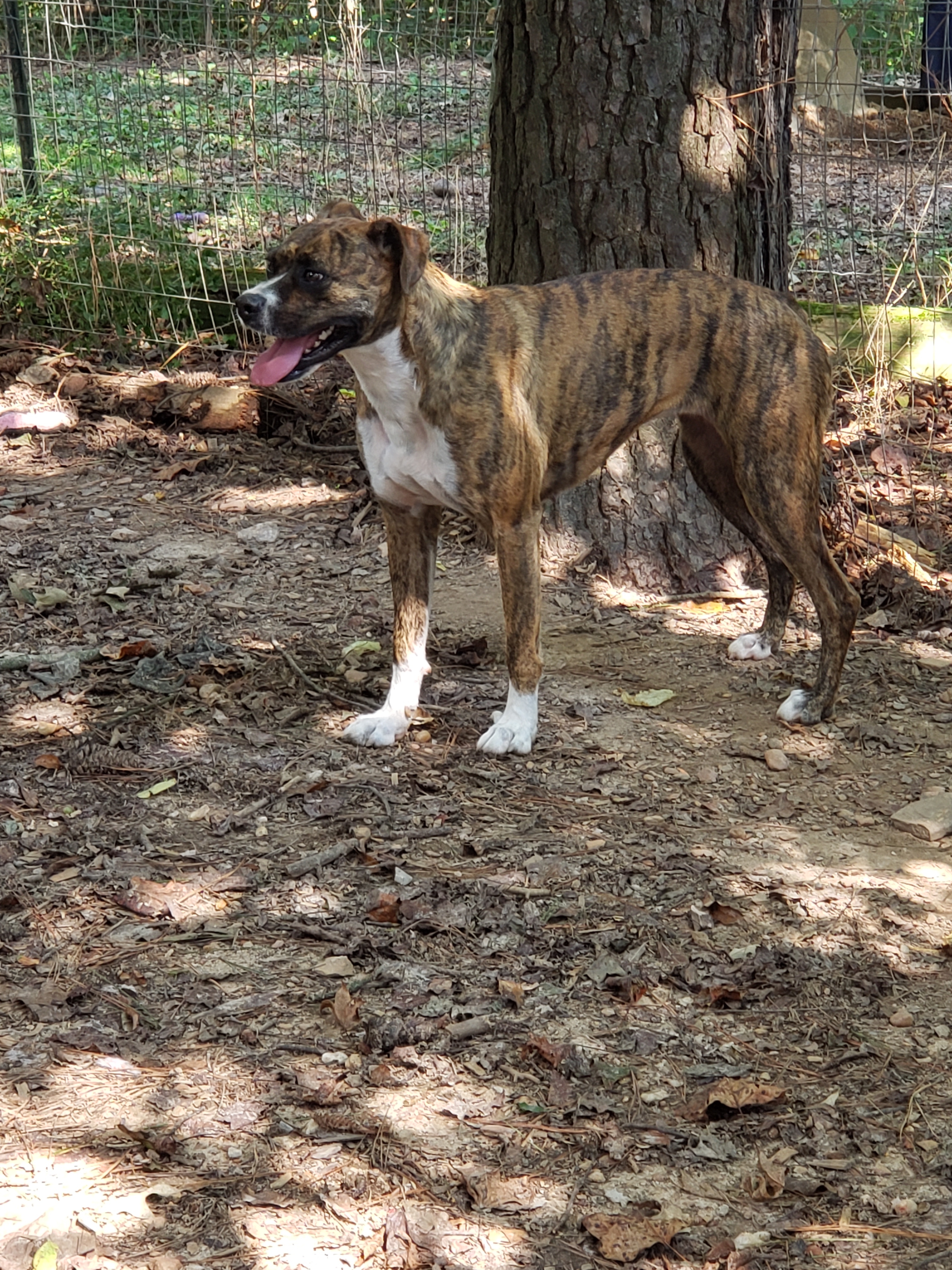 Queen, a Adoptable Boxer in Jasper, GA image 1/11