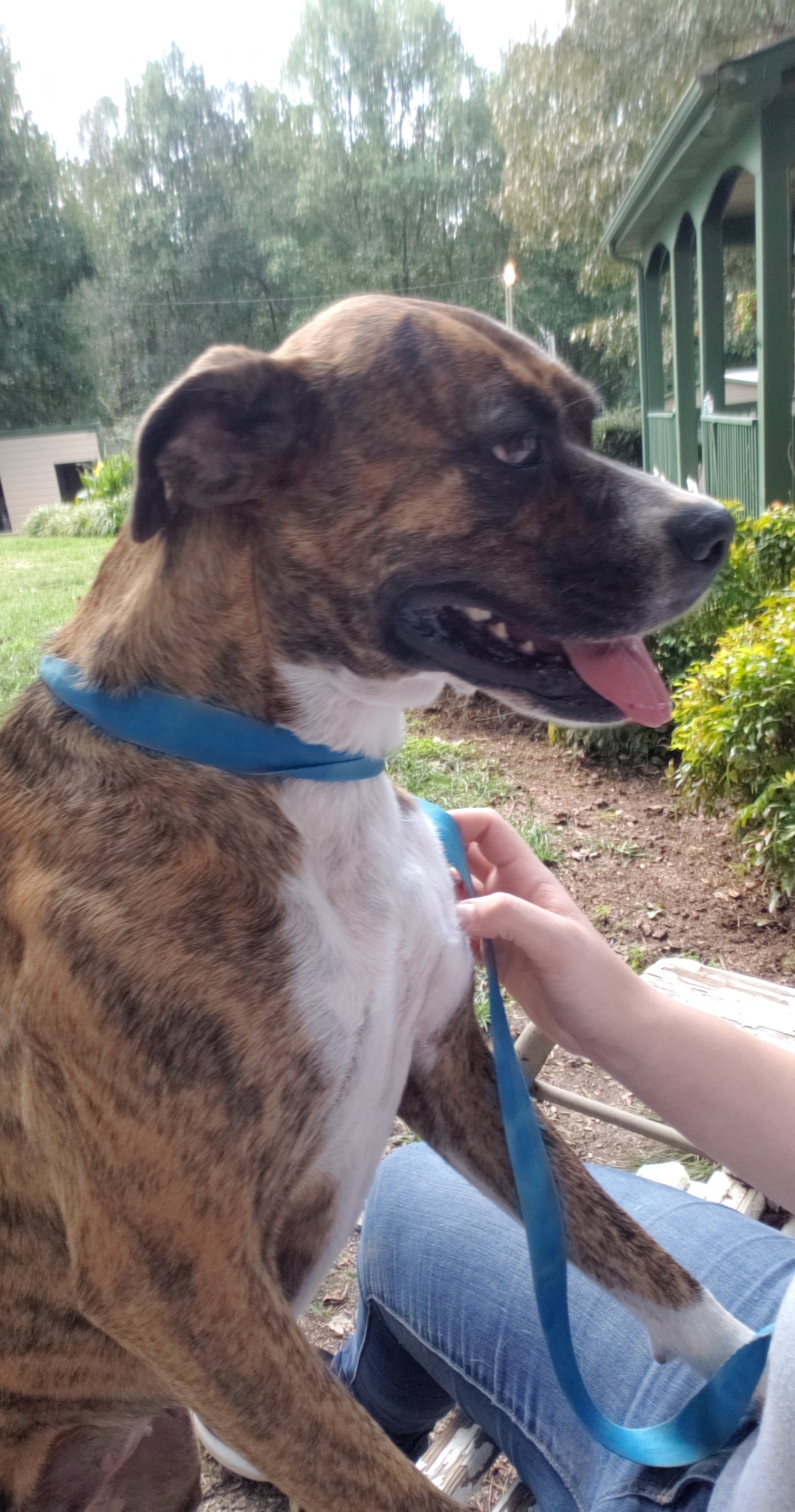 Queen, a Adoptable Boxer in Jasper, GA image 2/11