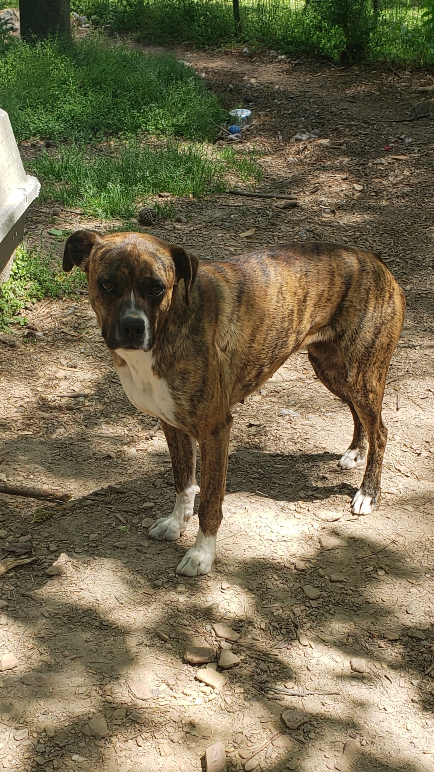 Queen, a Adoptable Boxer in Jasper, GA image 3/11