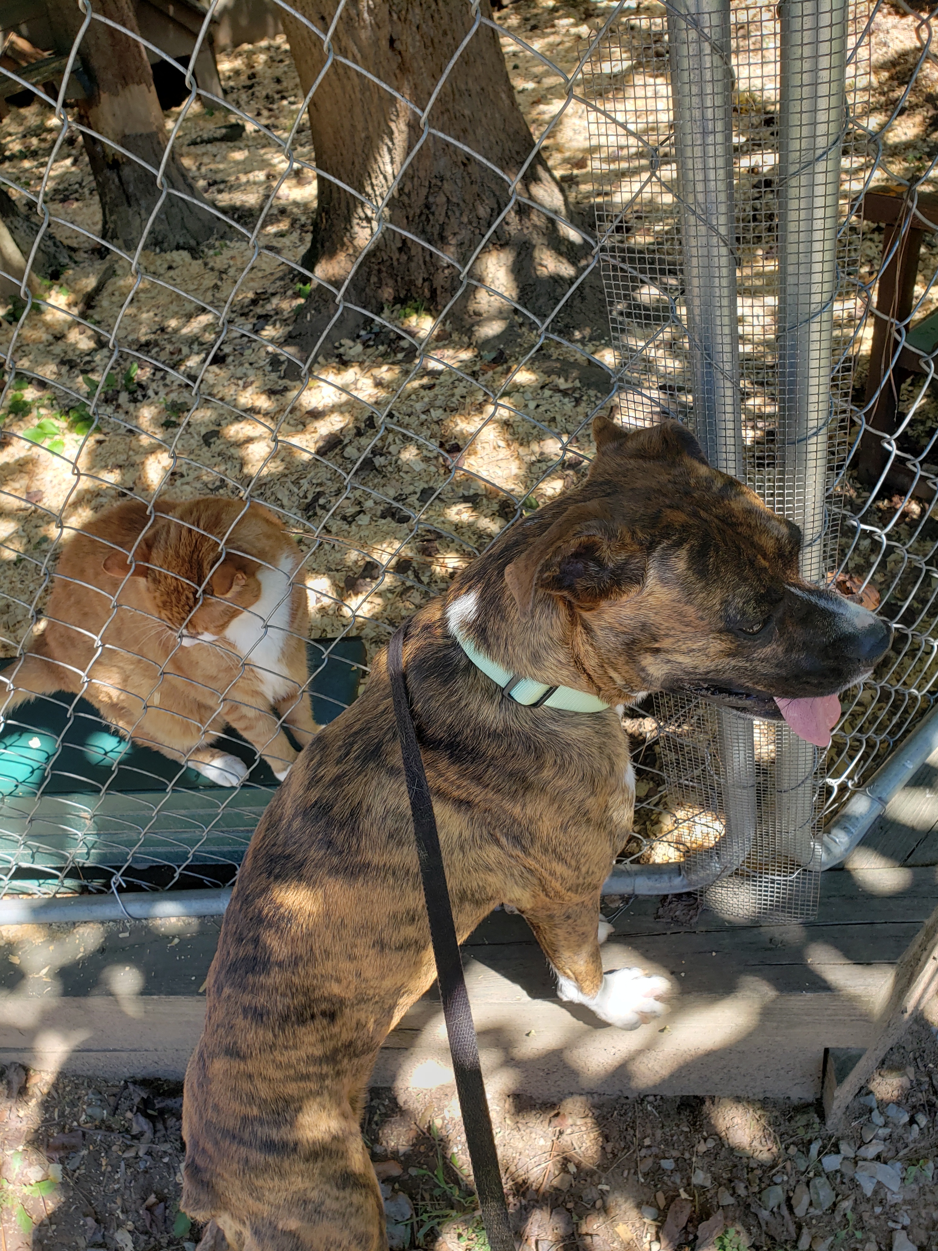 Queen, a Adoptable Boxer in Jasper, GA image 4/11