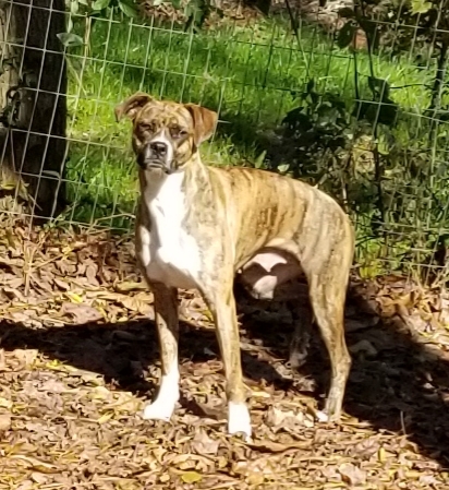 Queen, a Adoptable Boxer in Jasper, GA image 5/11