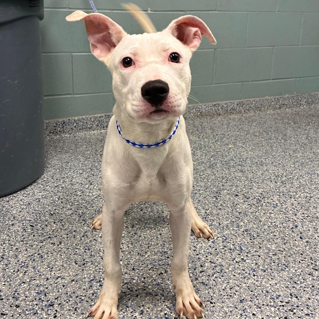 Chico, Adoptable, Young Male American Staffordshire Terrier.