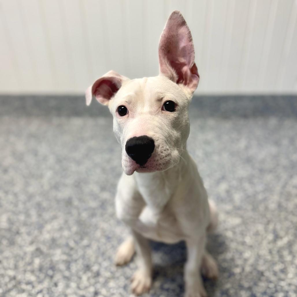 Chico, a Adoptable mixed breed in Greenville, SC image 2/5