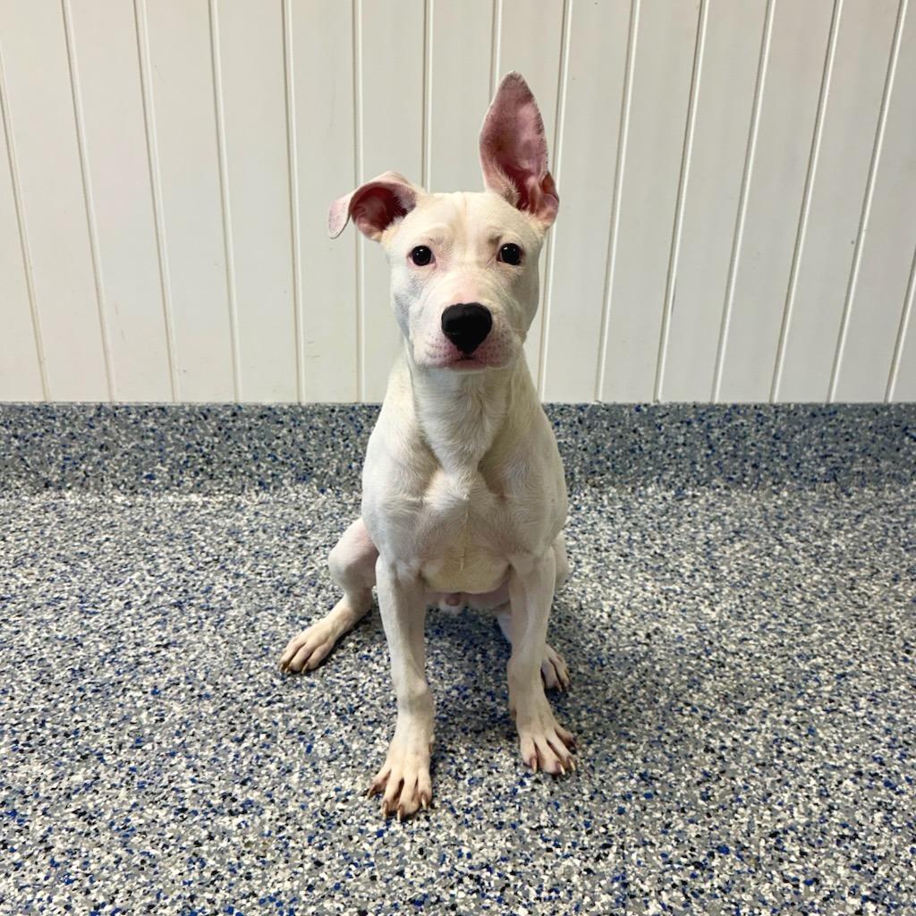 Chico, a Adoptable mixed breed in Greenville, SC image 3/5