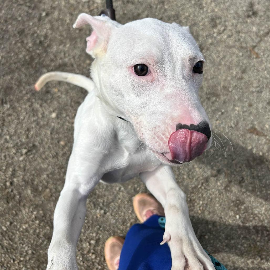 Chico, a Adoptable mixed breed in Greenville, SC image 4/5