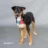Claire, a ADOPTABLE mixed breed in Sudbury, MA image 2/3