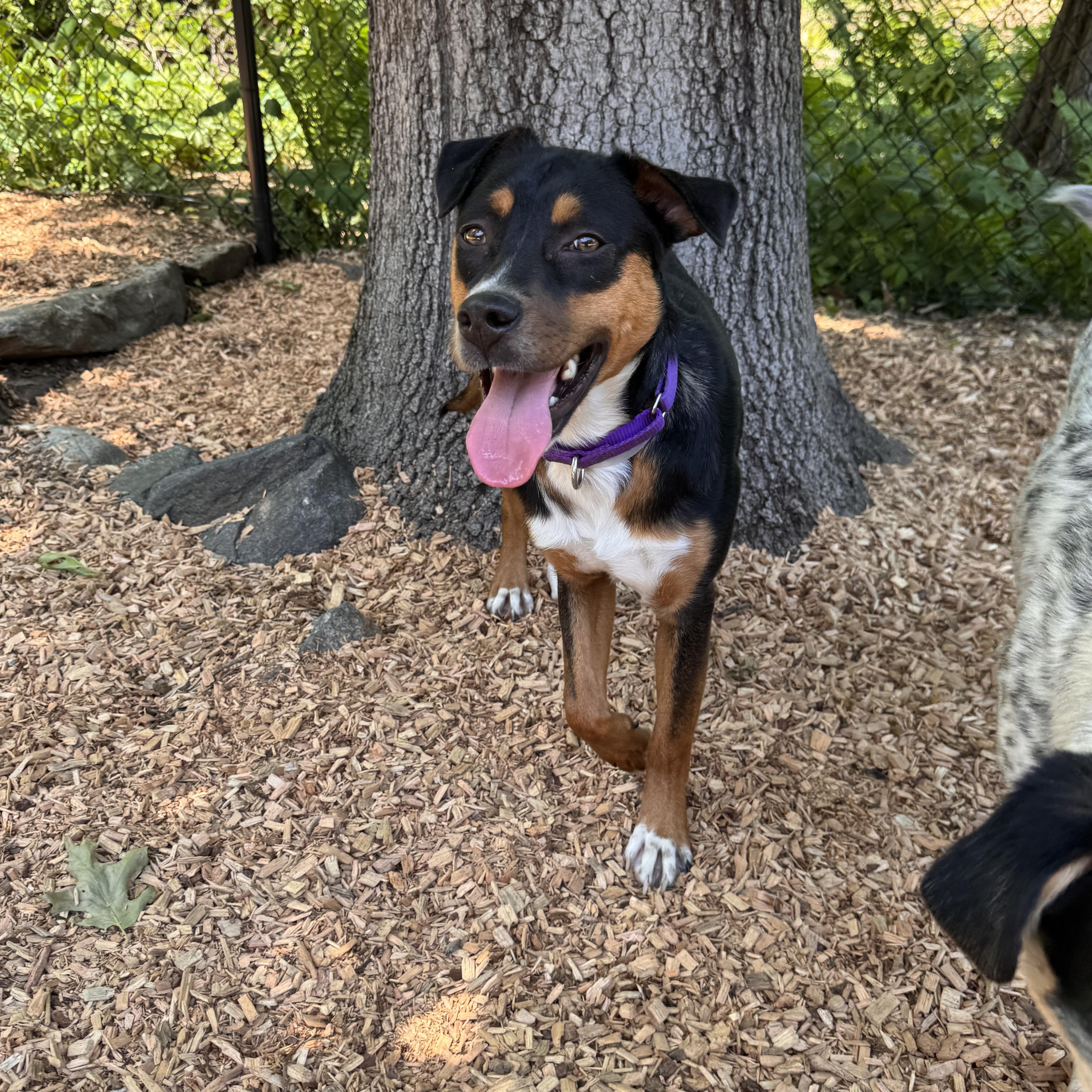 Claire, a ADOPTABLE mixed breed in Sudbury, MA image 3/3