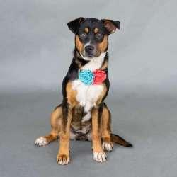 Claire, a ADOPTABLE mixed breed in Sudbury, MA image 1/3
