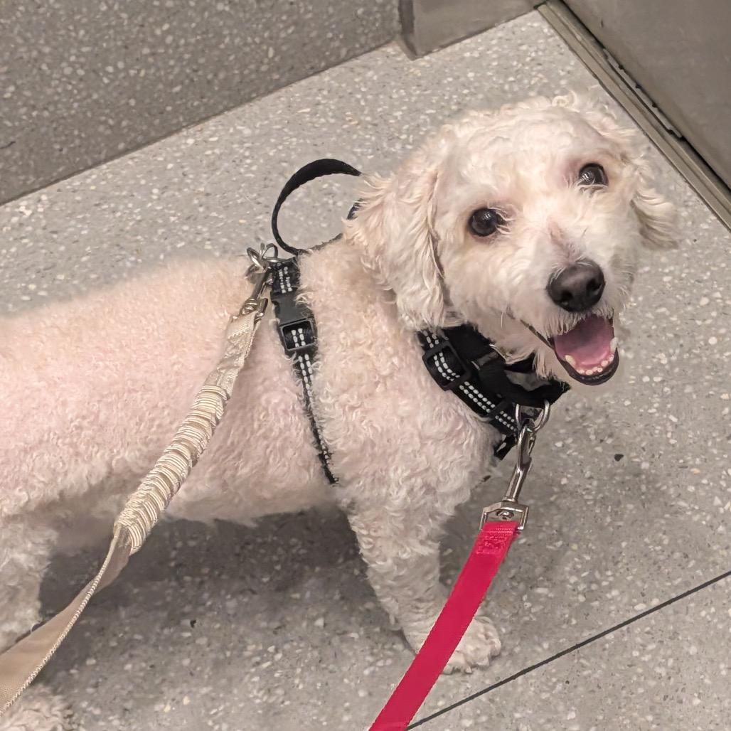 Enlarge Bentley, a Adoptable mixed breed in New York, NY image 3/6
