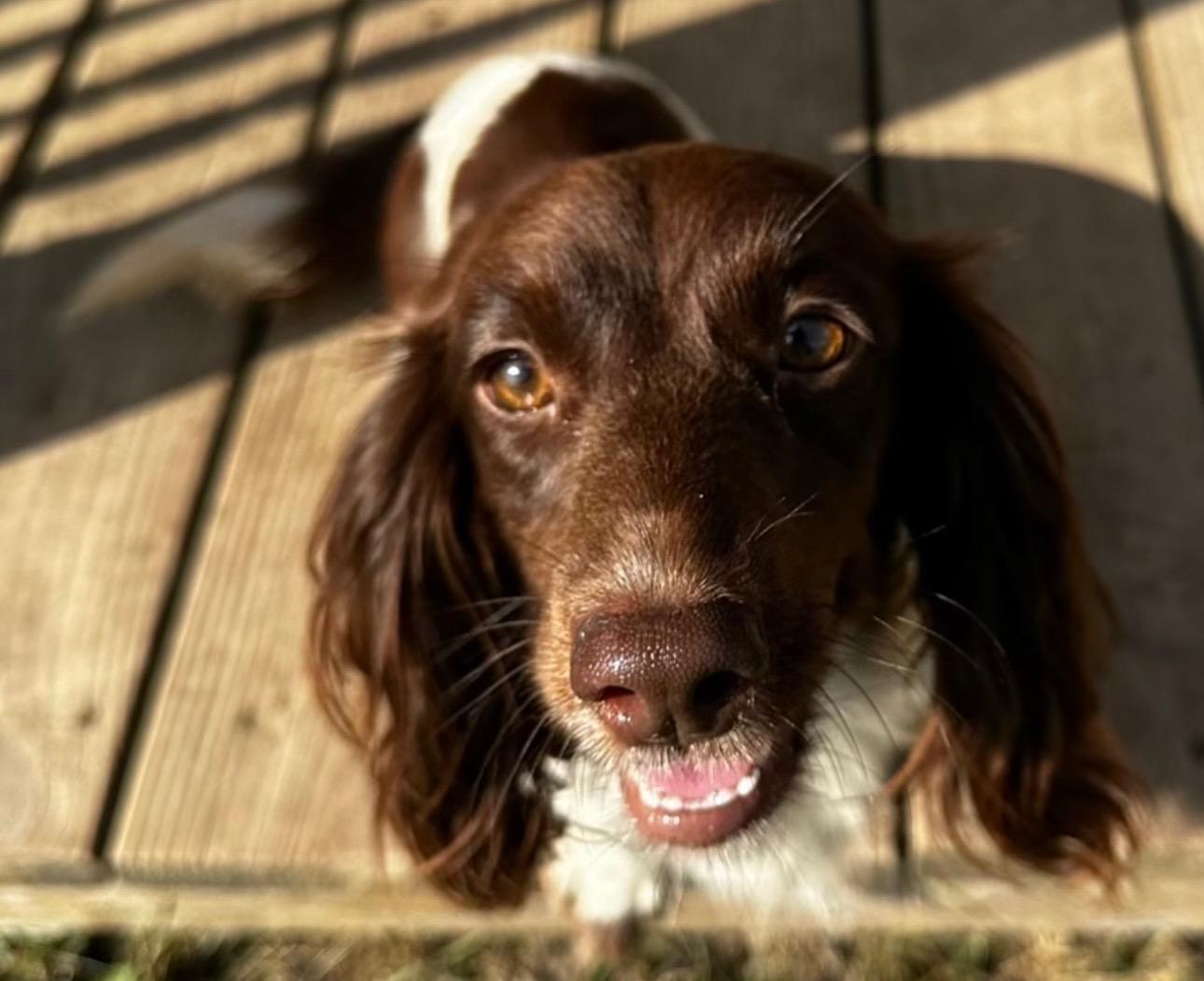 Enlarge Hershey Pie-ADOPTED!!, a Adopted Dachshund (Miniature Long Haired) in West Bloomfield, MI image 1/2