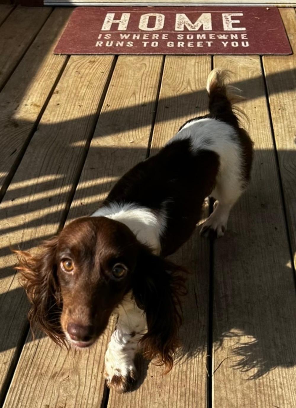 Hershey Pie-ADOPTED!!, Adopted, Young Female Dachshund (Miniature Long Haired).