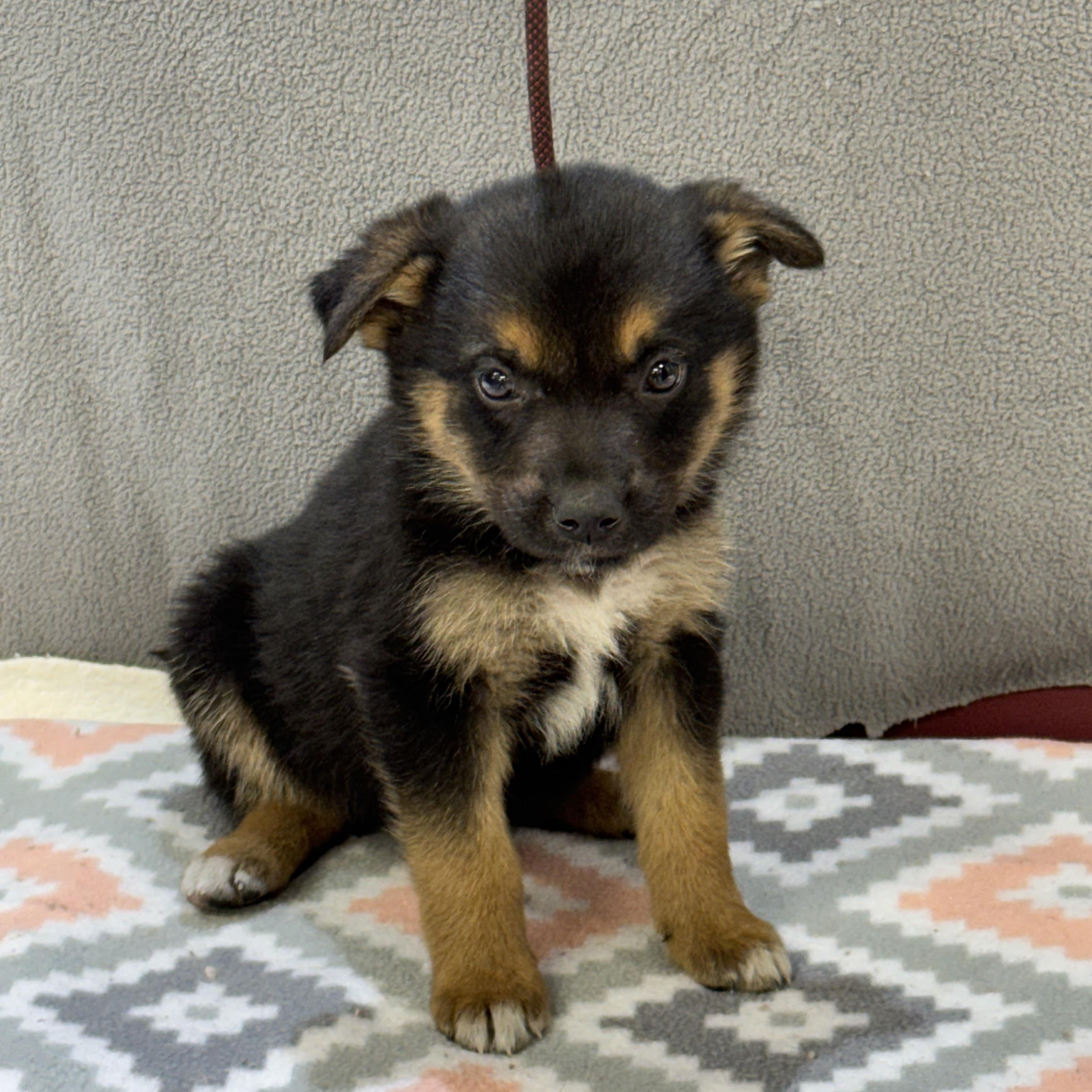 Enlarge Kendra, an adopted mixed breed in Maynardville, TN image 1/1