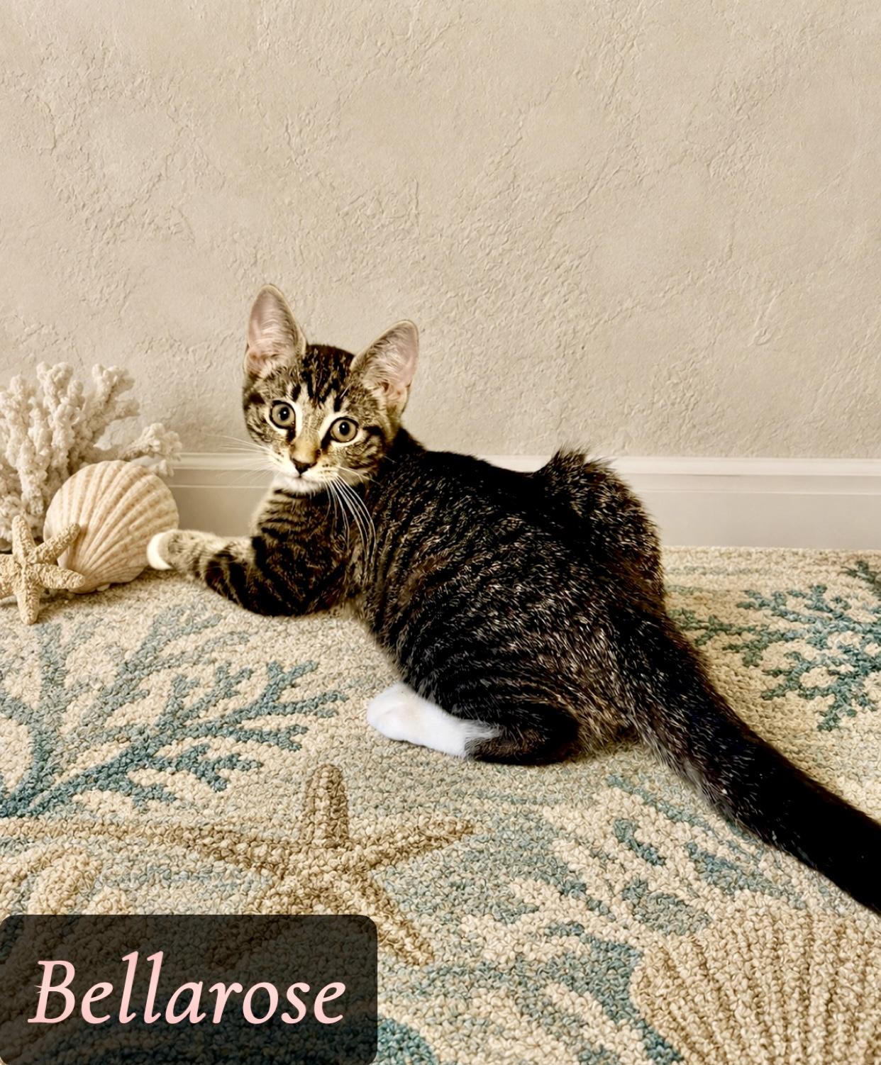 Bellarose, an adopted mixed breed in Englewood, FL image 1/2
