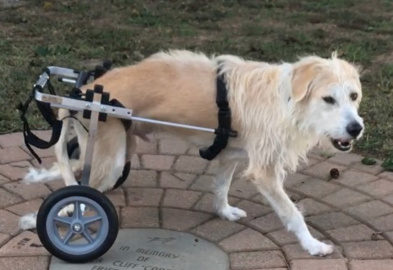Enlarge Crumbs, a Adoptable Cairn Terrier in Port Jeff Station, NY image 1/3