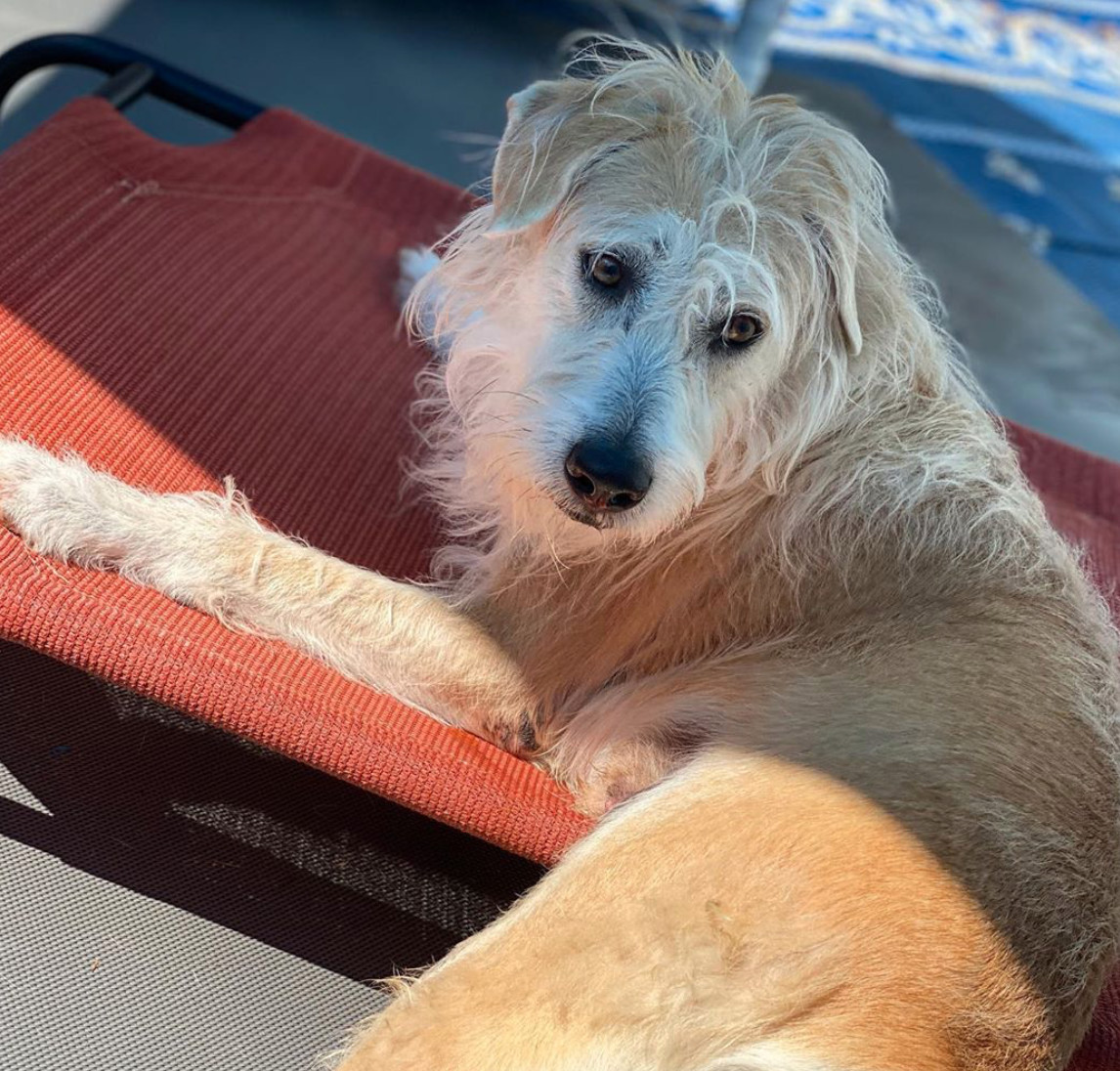 Enlarge Crumbs, a Adoptable Cairn Terrier in Port Jeff Station, NY image 2/3
