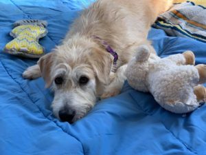 Crumbs, Adoptable, Adult Male Cairn Terrier.