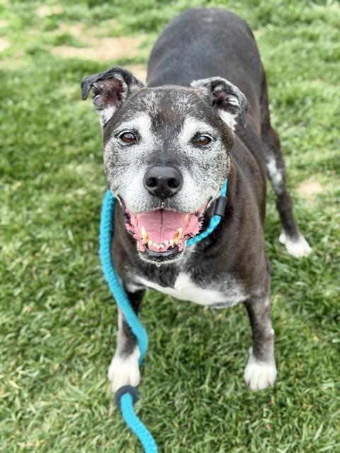 Enlarge PHILIS MAMA BEAR, a Adoptable mixed breed in Olivette, MO image 1/1