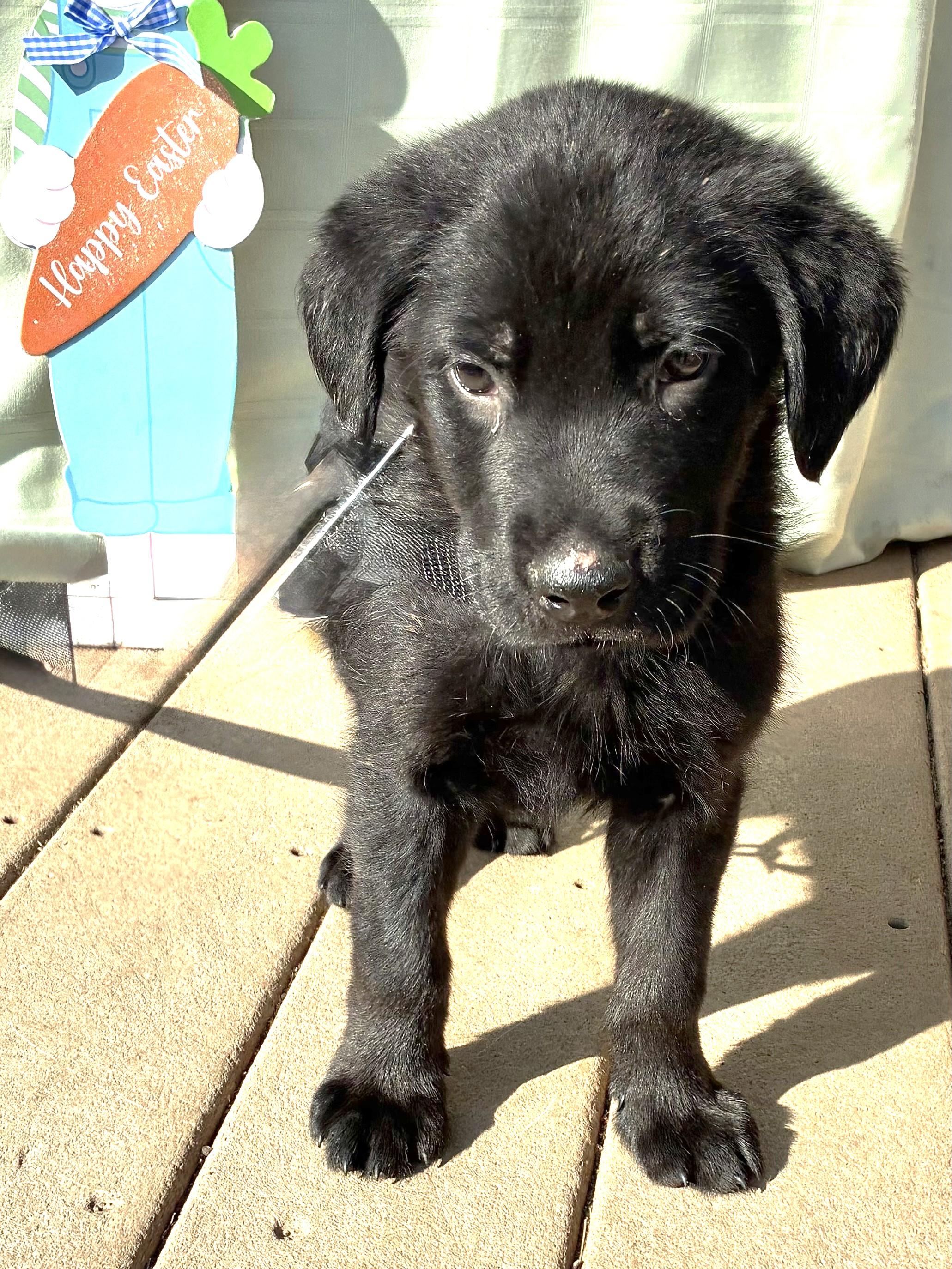 Enlarge Nickor, an adopted Flat-Coated Retriever in West Chicago, IL image 2/3