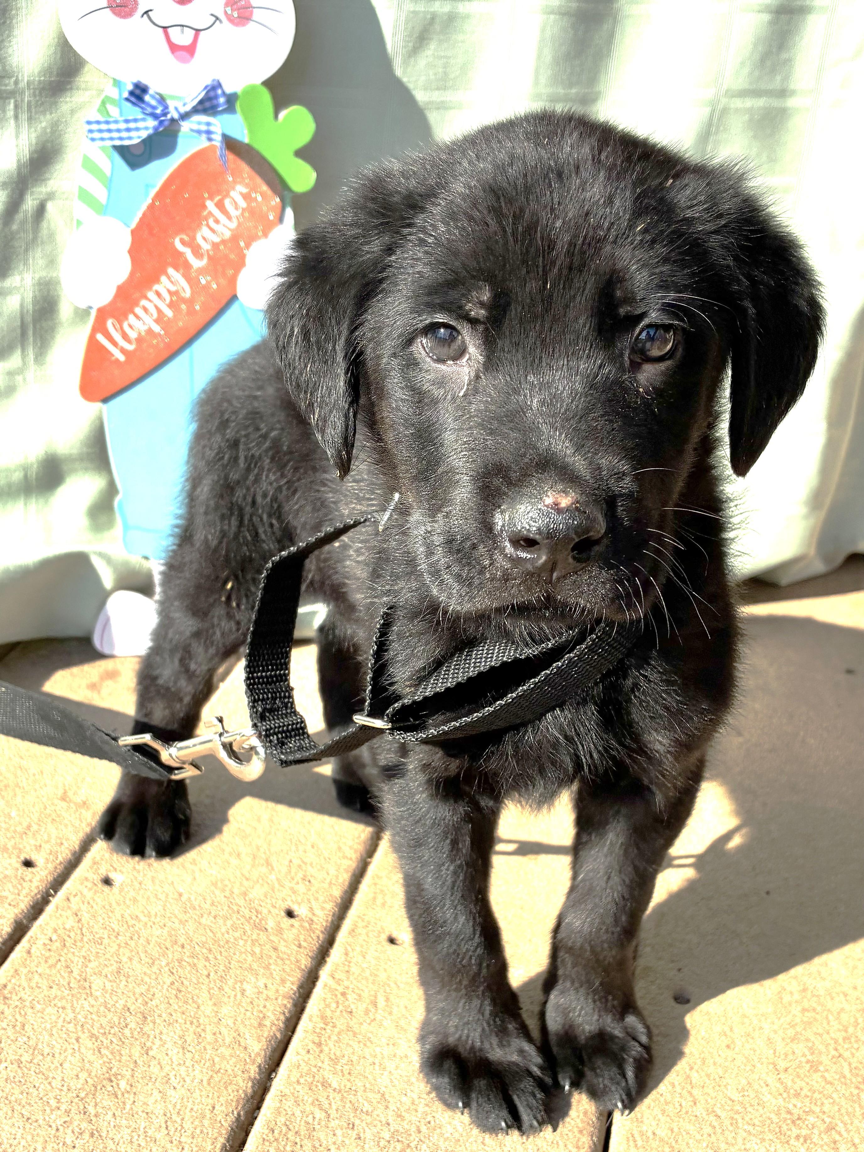 Enlarge Nickor, an adopted Flat-Coated Retriever in West Chicago, IL image 1/3