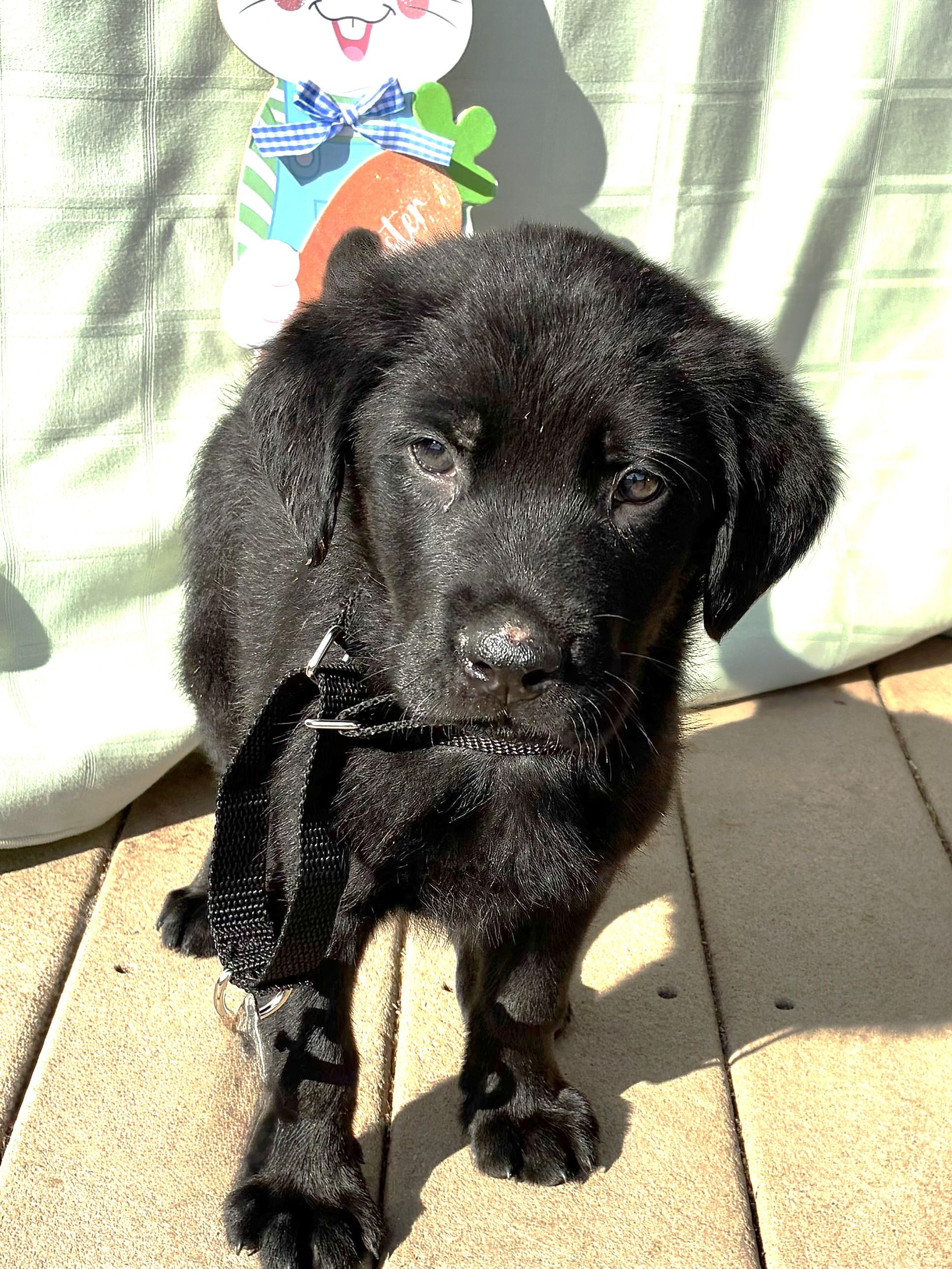 Enlarge Nickor, an adopted Flat-Coated Retriever in West Chicago, IL image 3/3