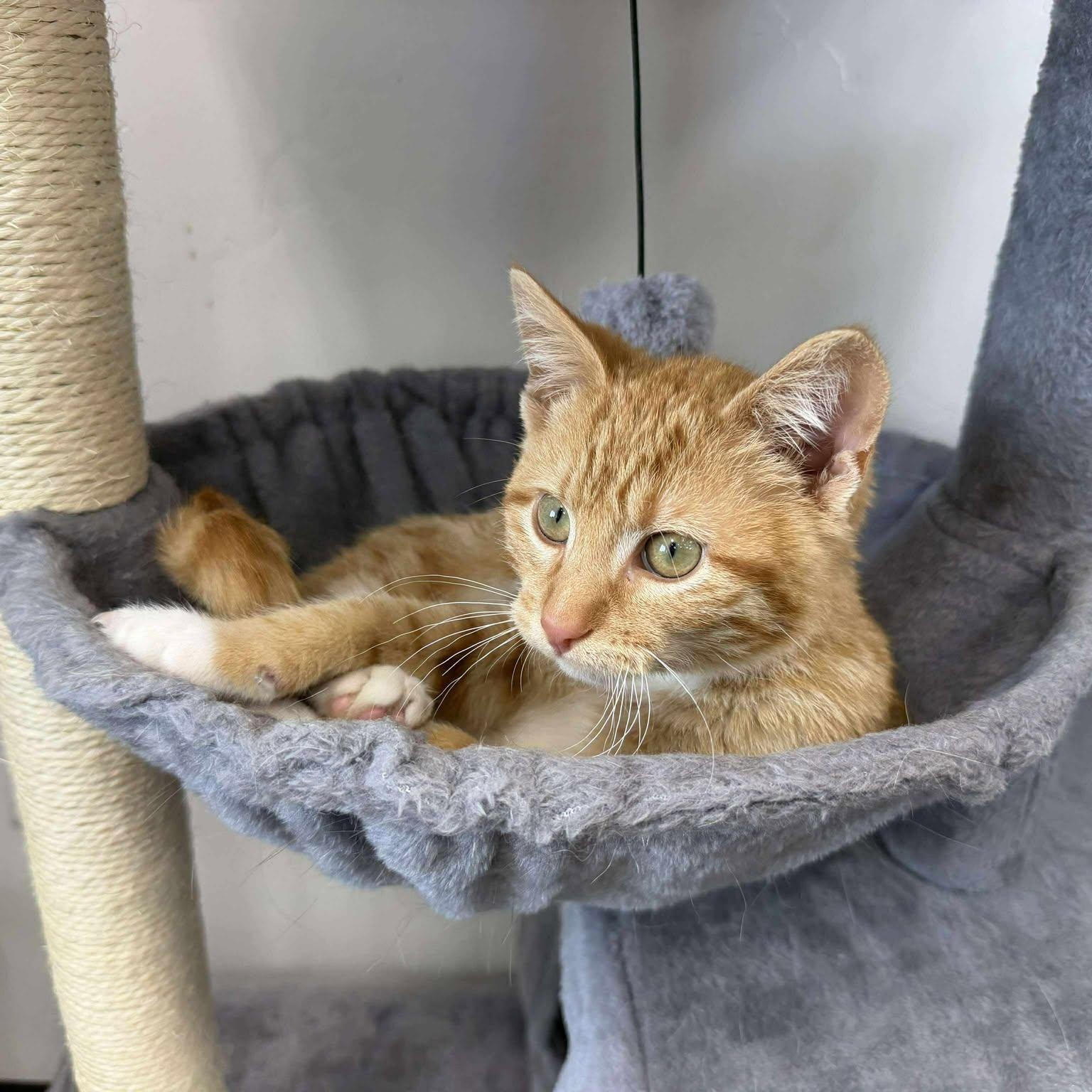 Enlarge Achilles, an adopted Domestic Short Hair in Roosevelt, UT image 2/5