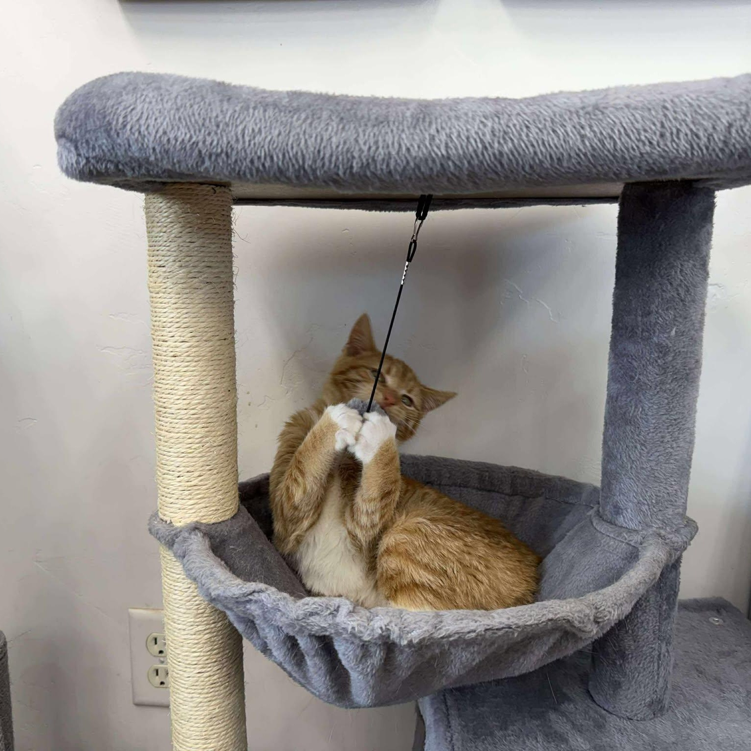 Enlarge Achilles, an adopted Domestic Short Hair in Roosevelt, UT image 3/5