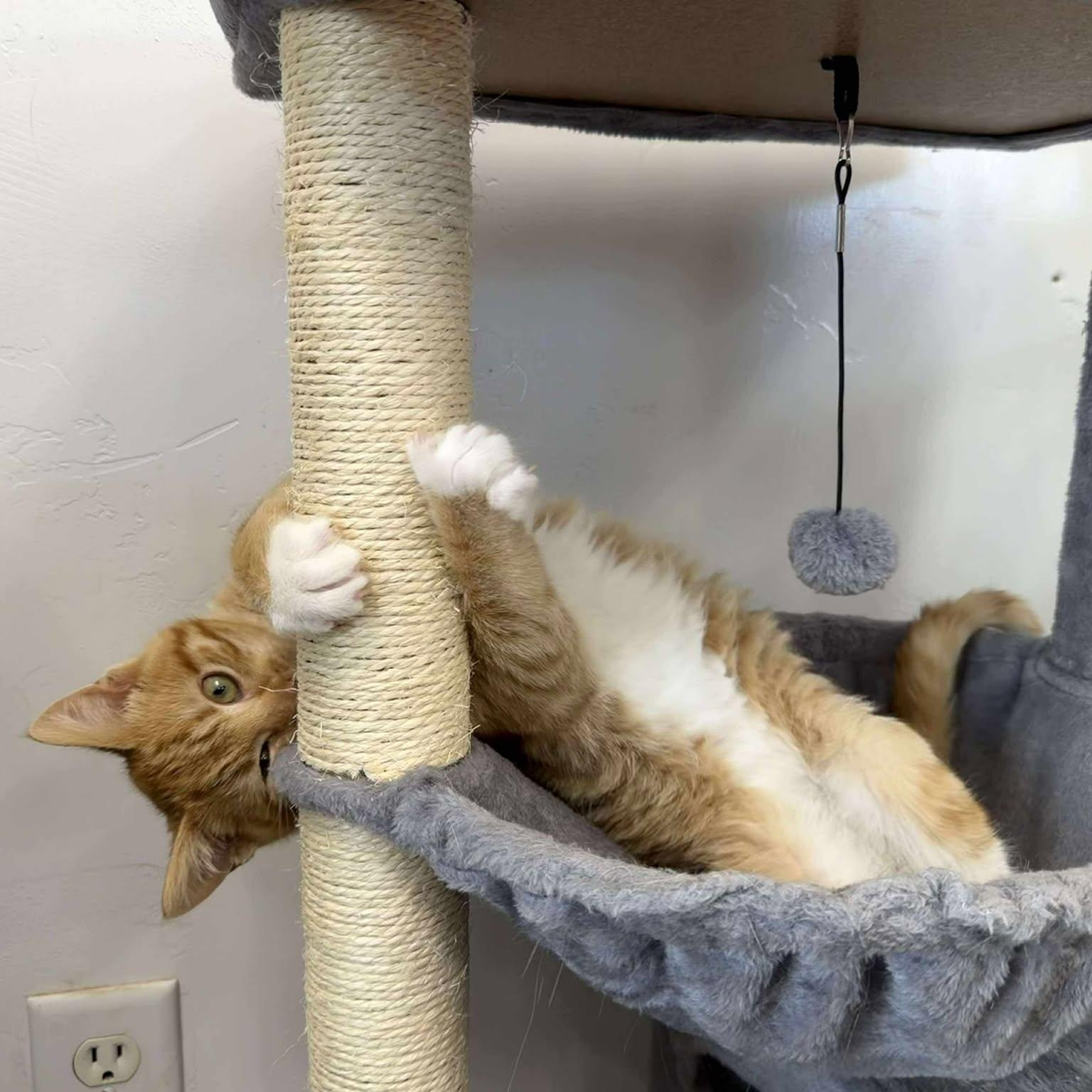 Enlarge Achilles, an adopted Domestic Short Hair in Roosevelt, UT image 4/5