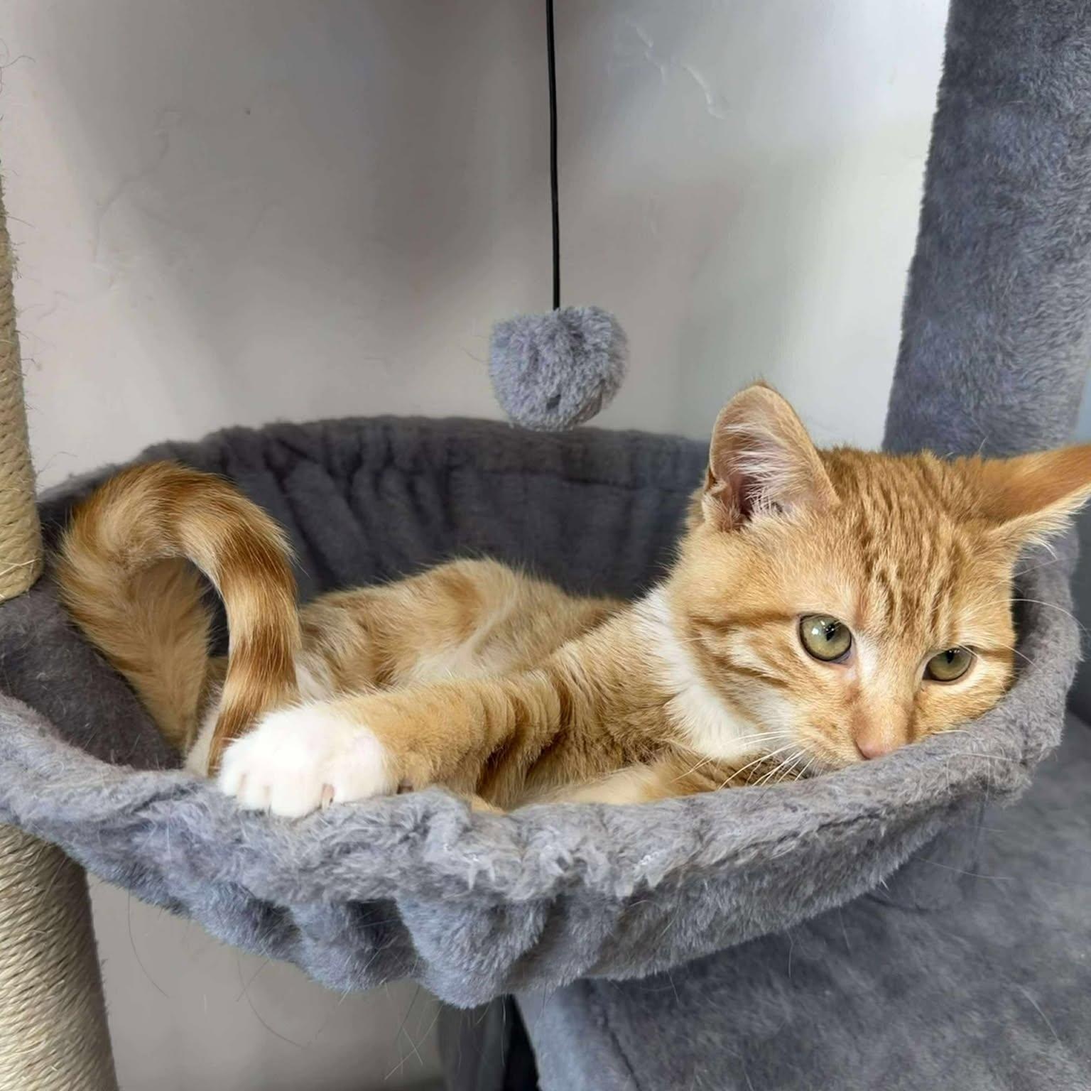 Enlarge Achilles, an adopted Domestic Short Hair in Roosevelt, UT image 5/5