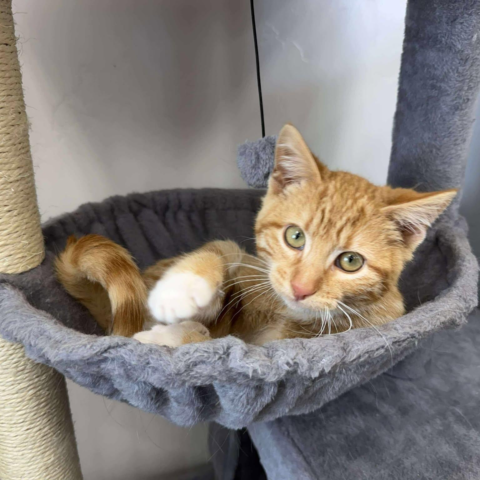 Achilles, adopted, Young Male Domestic Short Hair.