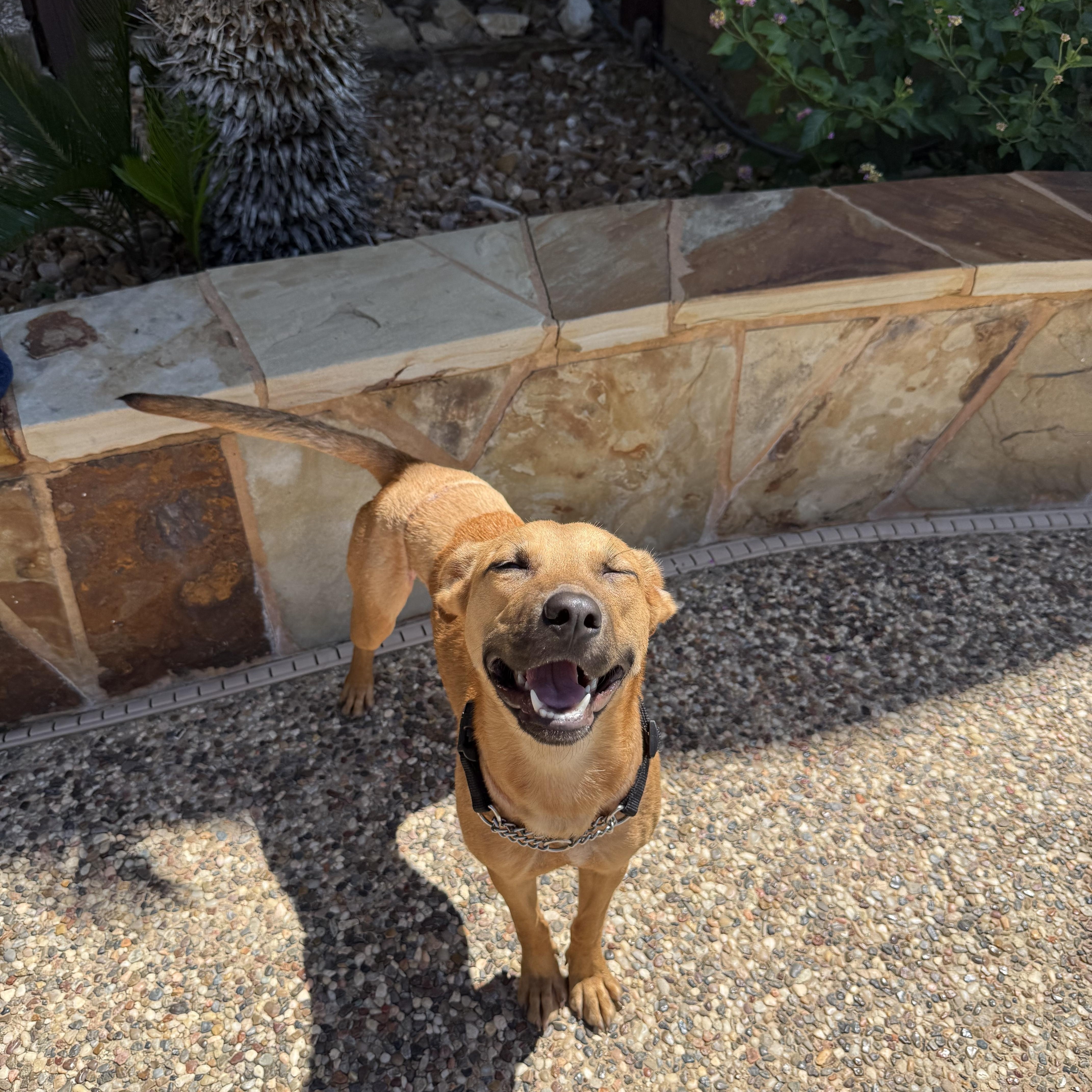 Enlarge Tajin, a Adoptable mixed breed in Billings, MT image 5/6
