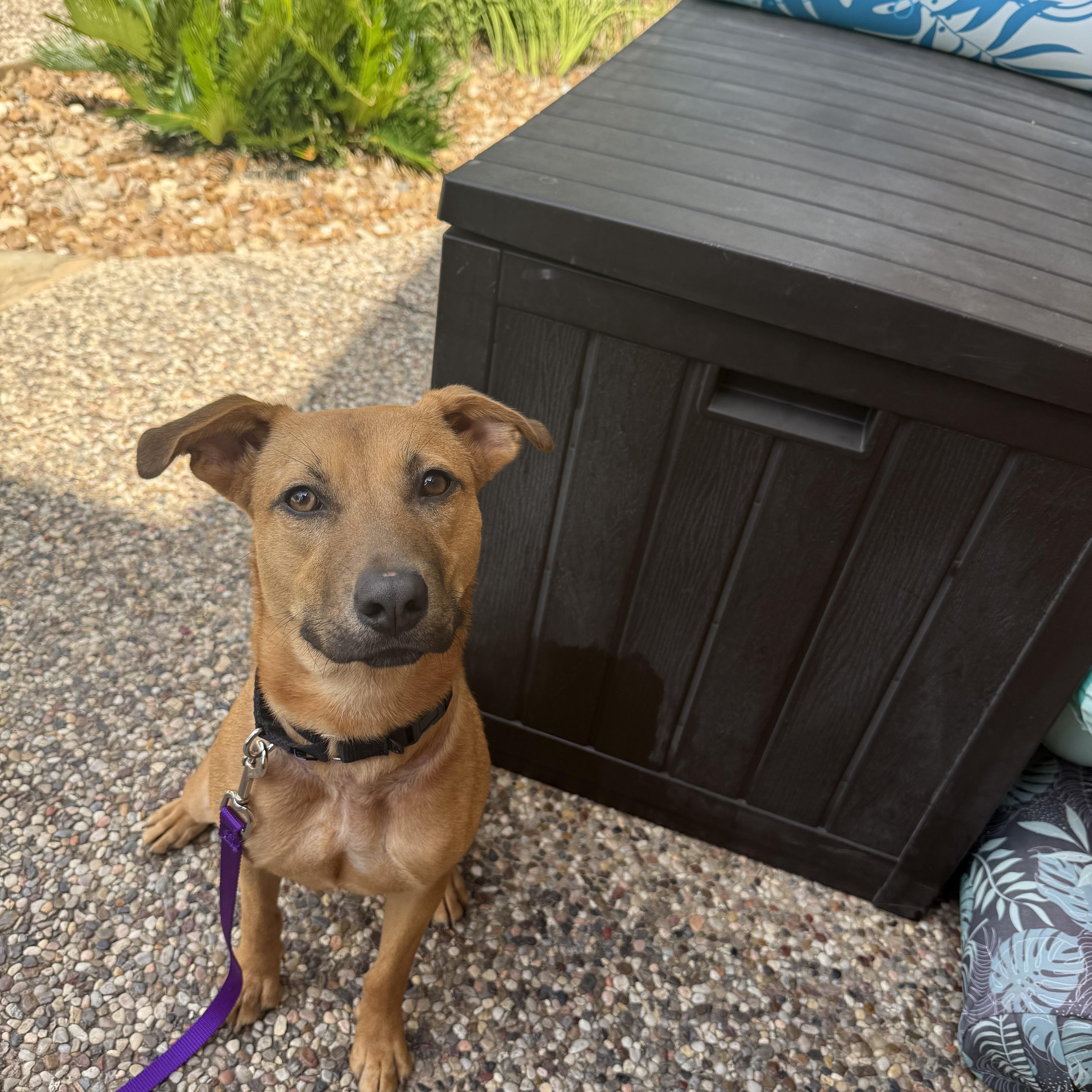 Enlarge Tajin, a Adoptable mixed breed in Billings, MT image 4/6